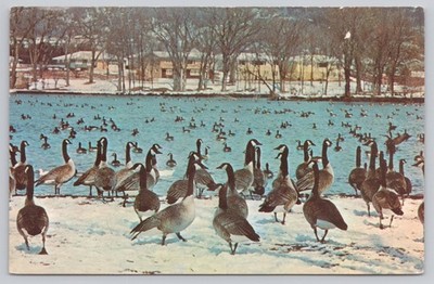 Rochester MN Wild Geese Branta Canadensis Maxima Wintering Flock Postcard