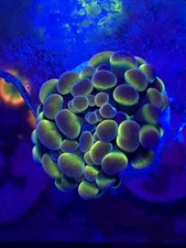 SBB Hologram Hammer Aquacultured WYSIWYG Live coral frag Lps Sps