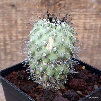 D3383 COPIAPOA ESMERALDANA pot10-H9-W6 cm MaMa Cactus | eBay
