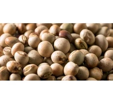 *RARE* Pigeon Pea Seeds, USA Grown, Gandules, Organic,50+ Heirloom Seeds,NON-GMO