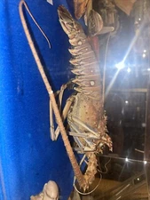 Spiny Lobster Specimen