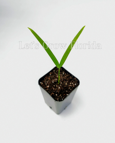 Cyrtostachys renda, ‘Red Sealing Wax’ / ‘Lipstick’ Palm Tree - Picture 15 of 28