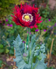 3,000 Drama Queen  Poppy Seeds - P. Somniferum - Stunning Red and Purple Blooms