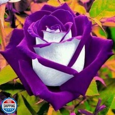 300 Rare Rose Seeds for Planting - Rare Multi Colorful Rainbow Rose Flower S...