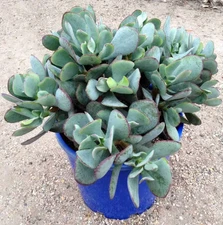 Blue Bird Wave Leaf Jade Crassula arborescens Succulent 5+" Cuttings