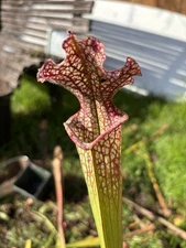 Sarracenia Leucophylla Conecuh NF Large Divisions 1-2 Crowns!