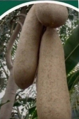 Huile De Kigelia Africana 2 En 1 BANGALA - Soin Fessier Naturel 300ml - Bénin