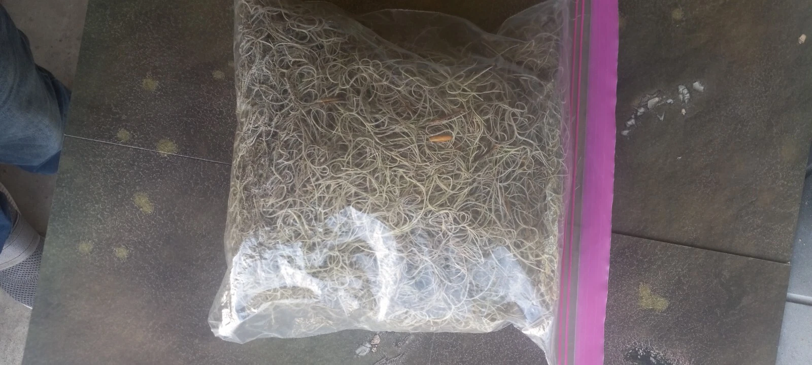 4 Gallon Size Bags Fresh Live Spanish Moss from AIR PLANT from Florida
Opens in a new window or tab