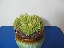 Echeveria Agavoides Cristata Crested Live Succulents 8" Wide & 7" Tall Beautiful