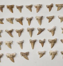 Serratolamna aschersoni Shark Tooth Fossil - Khouribga, Morocco - 1 Per Purchase