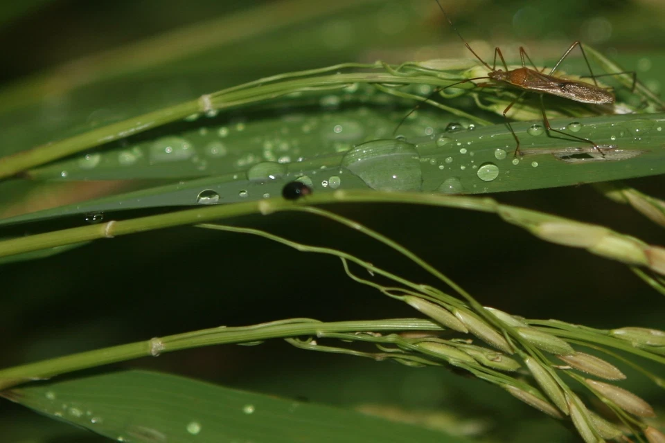 55MM Close Up MACRO Lens  +1 +2 +4 +10 FOR NIKON D3400 D5600 OPTICAL HD GLASS - Image 4 of 4