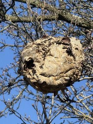 Bald Faced Hornet Nest attached To Branch
