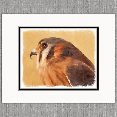 American Kestrel Wild Bird Original Art Print 8x10 Matted to 11x14