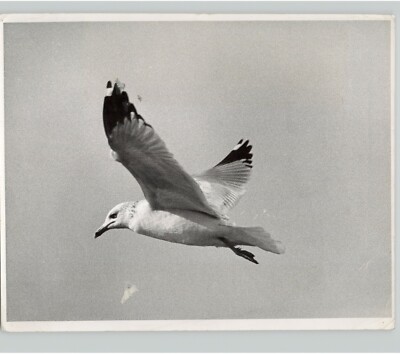 CLOSEUP Ring-billed Seagull Flies Searching For Food Below 1950s Press Photo