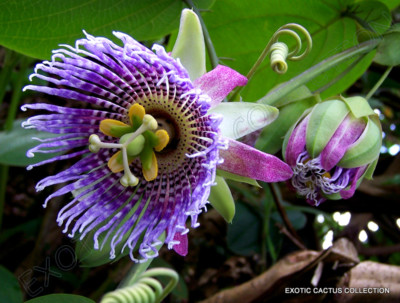 Passiflora laurifolia PASSIONFLOWER Exotic SEEDS!