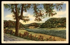 Postcard Tree Overlooks Field and Hills