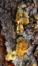 Zhivitsa, Siberian Cedar Sap Oleoresin, Elixir of Life,  100 ml