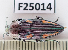 Buprestidae for collectors | rare Jewel Beetles