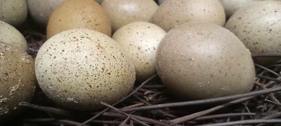 Button Quail Eggs. 2 Dozen Plus 1 Dozen Free NPIP/AI  P Clean
