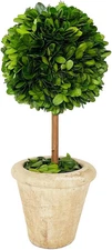 Natural Preserved Boxwood Topiary in Pot 9 Inch Stunning Greenery and Plant Deco