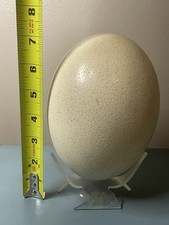 Premium High Quality Blank 6" Ostrich Egg Shell for Crafts, Decoration