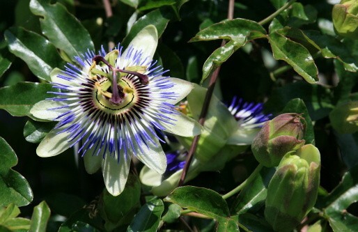 Passiflora caerulea (Blue Passion Flower) - 15 seeds