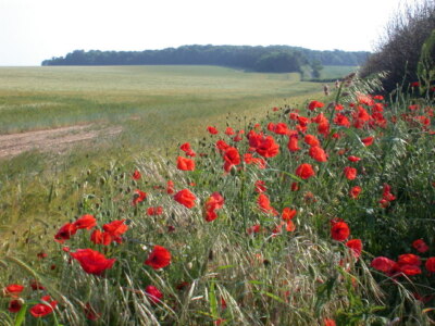 Photo 6x4 Barley field south of Choseley Farm Summerfield/TF7438 Fields  c2005
