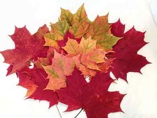 Maple leaves pressed dried natural maple leaf Real Fall decor Autumn Red Yellow
