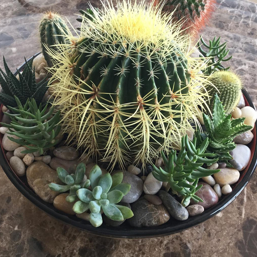 TROPICAL HOUSE PLANT SEEDS EASY TO GROW ORGANIC FRESH HOUSEPLANT 70