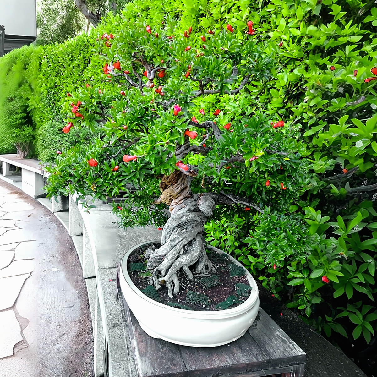 50x | Bonsai Samen - Zwerggranatapfel - Punica Granatum - Dwarf Pomegranate  Bush | eBay.de