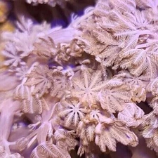 Pom Pom Pulsing Xenia * Live Coral Frag * AJs Aquariums * SEE VIDEO*
