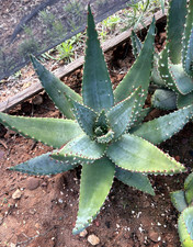 ALOE ACULEATA - PIANTA DA GIARDINO - DIAM 38 - H 30 CM