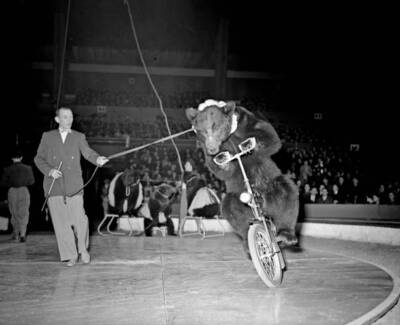 Bertram Mills Circus 1954 OLD PHOTO 1