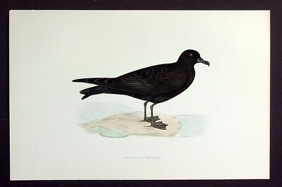 BULWER'S PETREL, original antiker ornithologischer Druck, Vogel, MORRIS, 1897
