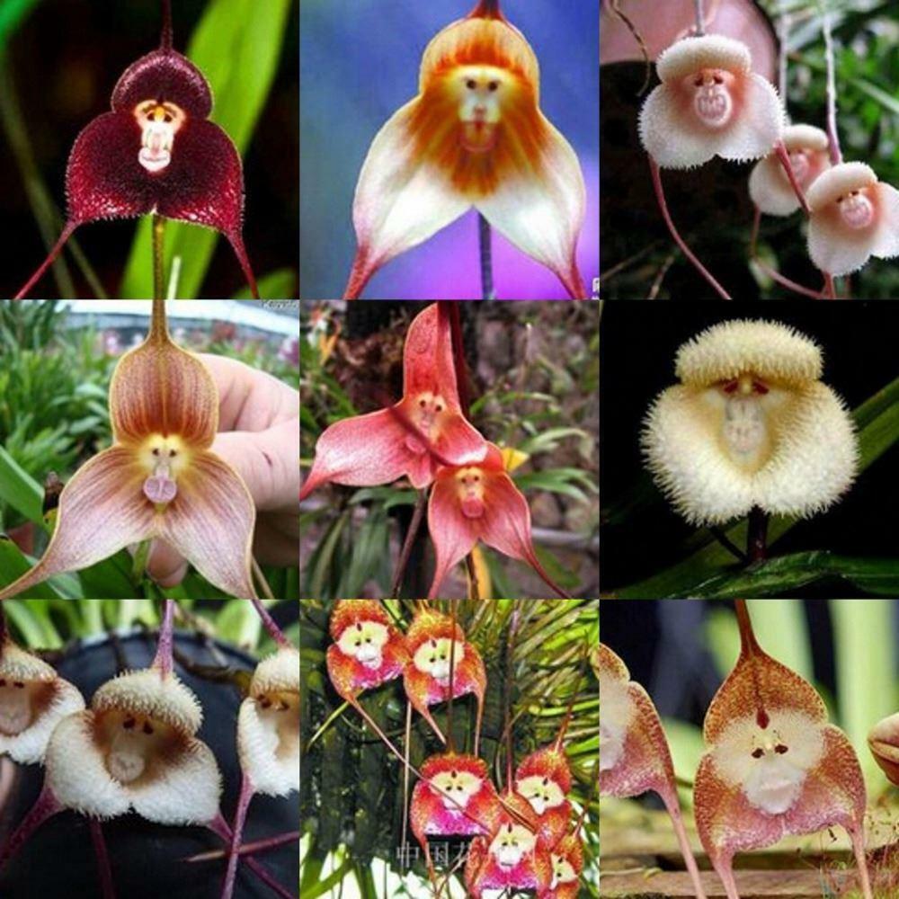 US- Very Rare Dracula Simia Monkey Face Orchid Seed, Choice of 50 or 200  Seeds | eBay