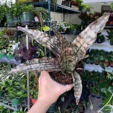 Sansevieria Kirkii Brown Variegated Rare Unique Snake Plant