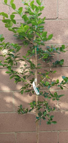 Barbados-Cherry (Sơ-ri Gò Công) Tropical Fruit Trees - Picture 3 of 5
