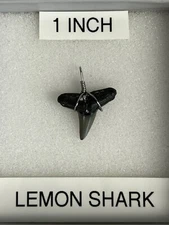 Shark tooth pendant.. 1 inch fossilized LEMON SHARK 