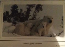 Polar Bear Cubs Near Their Mother