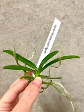 Vanda Sanchai Gold Spots | SapphireChild Orchids