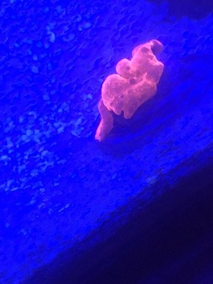 Ironman Mushroom Coral