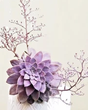 Graptopetalum Pentandrum exotic succulent rare mesembs flowering plant 100 SEEDS