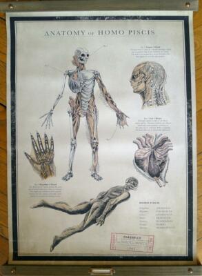 FORM DES WASSERS - AMPHIBIENMANN - DEL TORO - SEHR SELTENES WERBE US POSTER