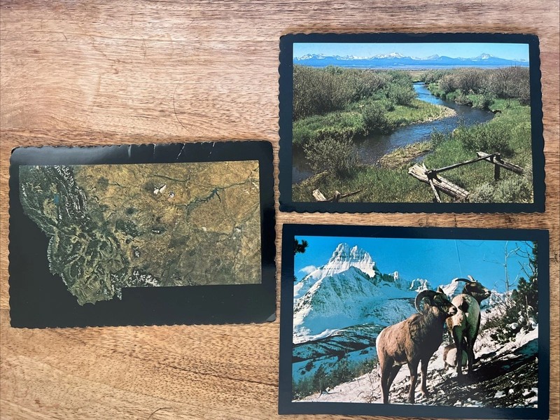 3 Vintage Montana Wildlife Postcards United States Unposted