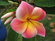 5 Pink Yellow Plumeria Seeds Plants Flower Flowers Perennial Seed 506
