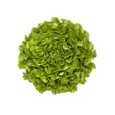 600 SEMI DI LATTUGA A FOGLIA DI QUERCIA +OMAGGIO +SPEDIZIONE GRATUITA "