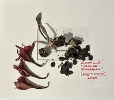 Amaryllis SEEDS - Orange sovereign