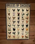 Breeds of Chickens 8x12 Metal Wall Sign Animal Poster