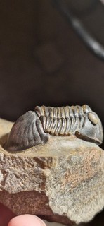 Paralejurus rehamnanus moroccan trilobite