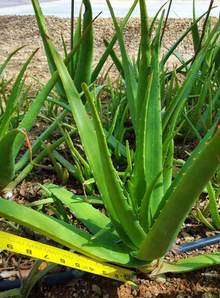 plants aloe vera Aloe Vera